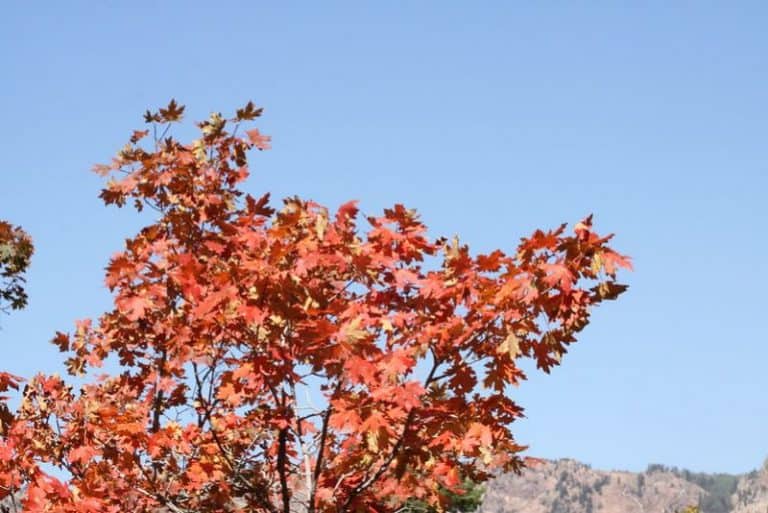 8 Best Maple Trees to Grow in Colorado (Types That Do Well)