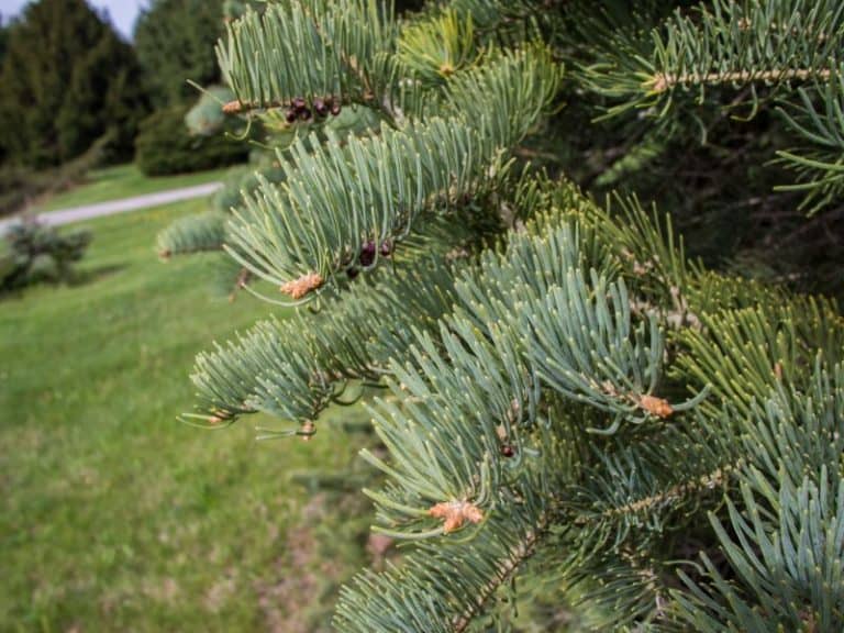 10 Best Trees for Wyoming Landscaping Flowering & Evergreen