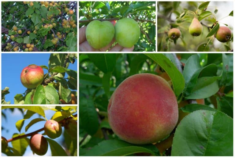 10 Best Fruit Trees to Grow in Wyoming (That Really Thrive)