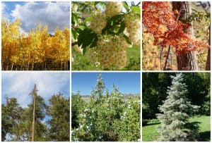 30 Types of Trees Native to Georgia (Common & Rare Species)