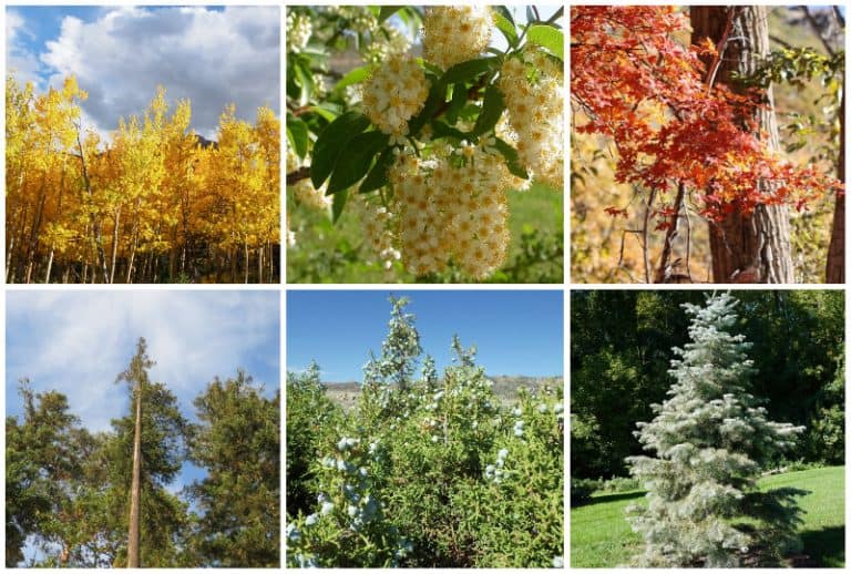 21 Native Colorado Trees to Plant or Admire in the Wild