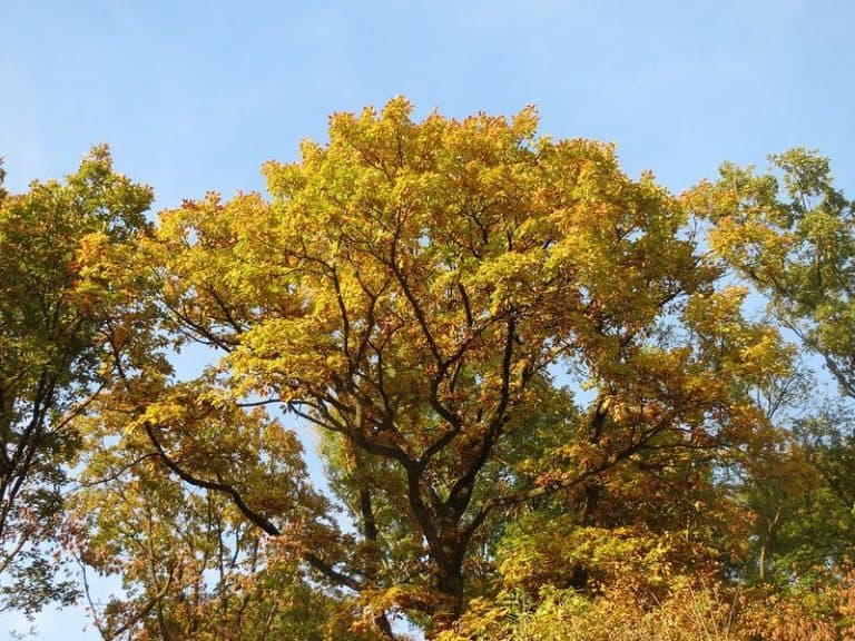 Do Oak Trees Grow in Colorado? Which Are The Best Varieties?