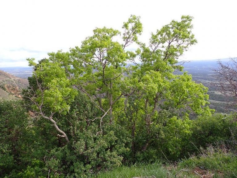 Do Oak Trees Grow in Colorado? Which Are The Best Varieties?