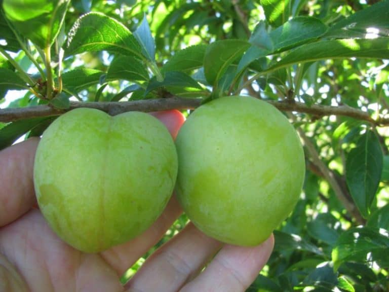 10 Best Fruit Trees to Grow in Wyoming (That Really Thrive)