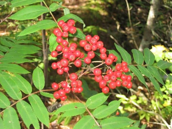 25 Types of Trees Native to Connecticut (to Plant or Admire)
