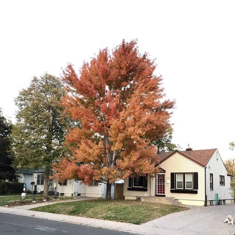 8 Best Shade Trees for Colorado Yards (Front & Rear)