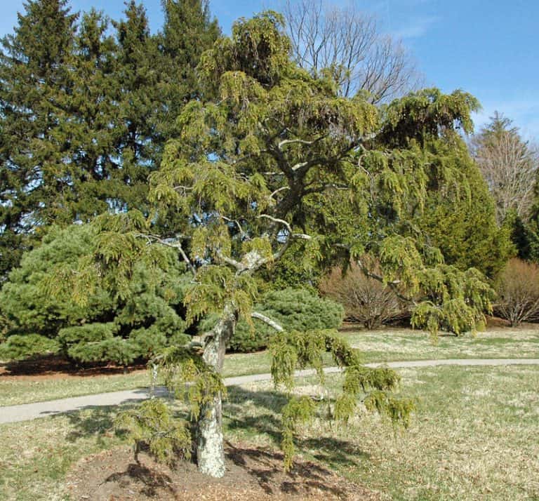 7 Beautiful Evergreen Trees in Wisconsin (Green Year Round)