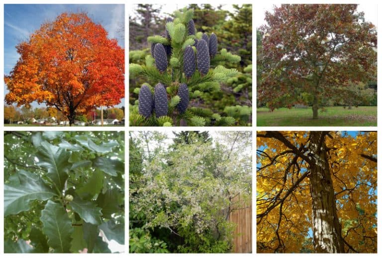 15 Wisconsin Native Trees To Admire (Or Plant In Your Yard)