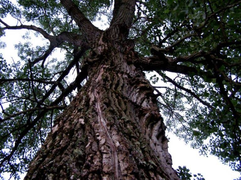 15 Fast Growing Trees to Plant in Your Wisconsin Landscape