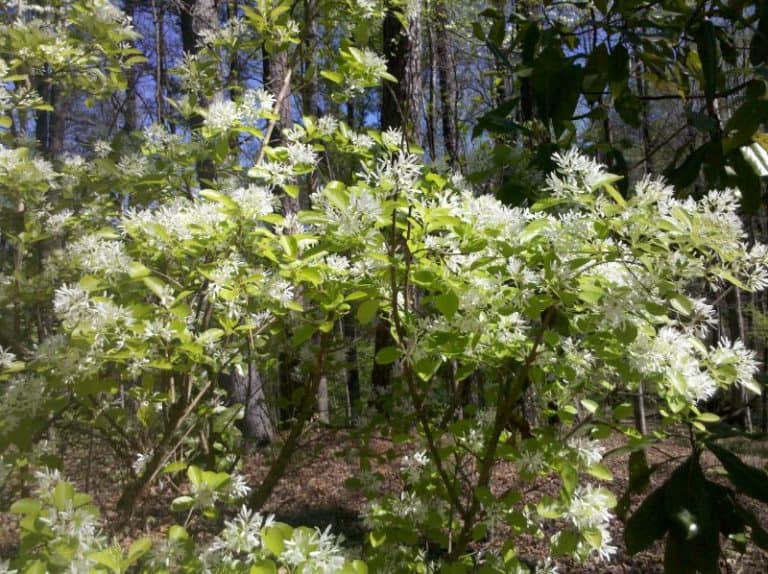 25 Most Popular Ornamental Trees in Wisconsin (Incl Dwarf)