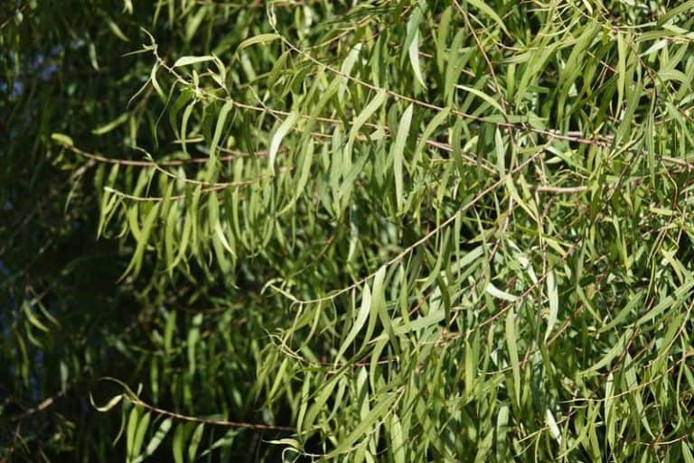 13 Willow Trees in Colorado (Popular Types to Grow in CO)