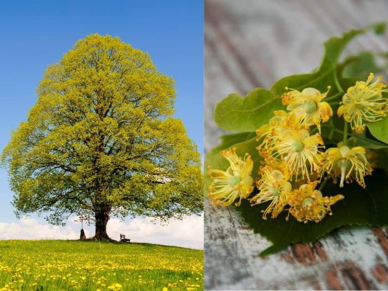 Zone 3 Flowering Trees (9 Stunning Cold Hardy Ornamentals)