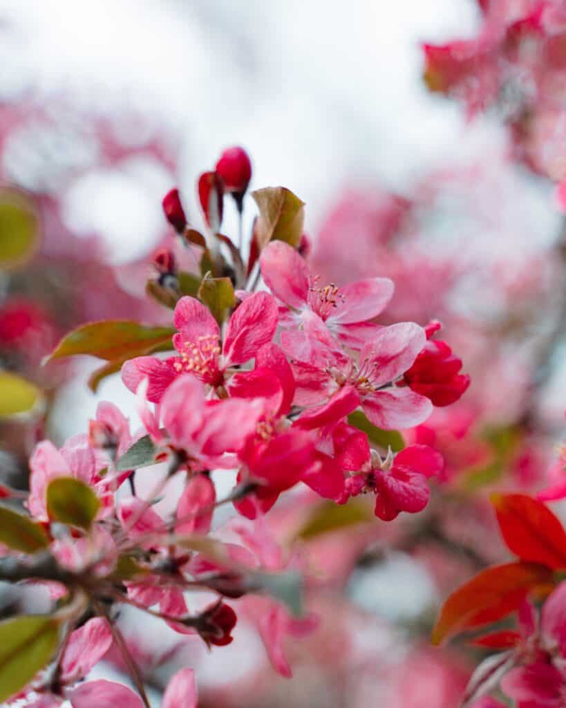 Zone 3 Flowering Trees (9 Stunning Cold Hardy Ornamentals)