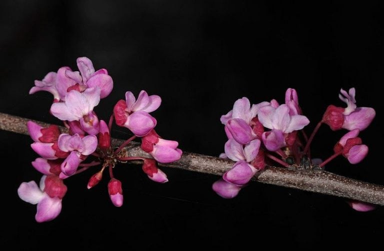 9 Ornamental Flowering Trees to Grow in Connecticut (CT)