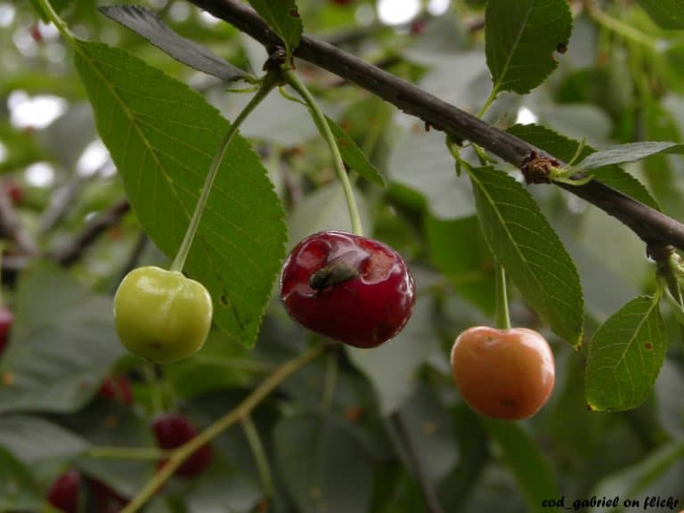 7 Best High Altitude Fruit Trees To Grow in Colorado