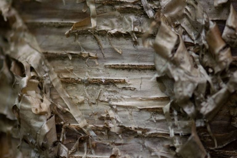 6 Types of Birch Trees that Grow Well in Wisconsin