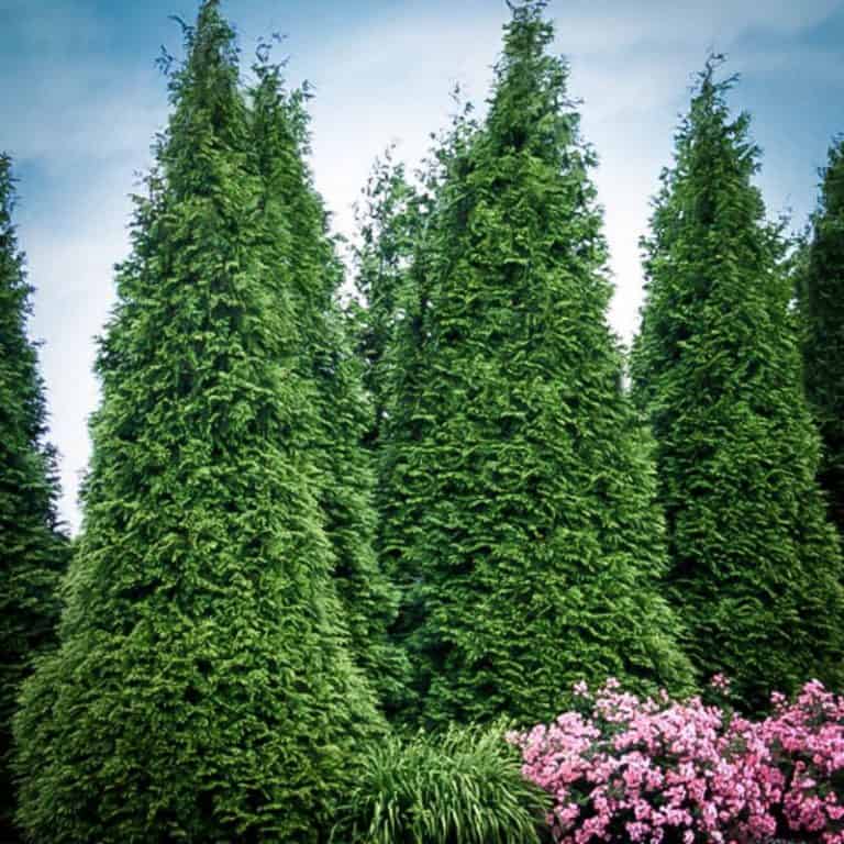 7 Beautiful Evergreen Trees in Wisconsin (Green Year Round)