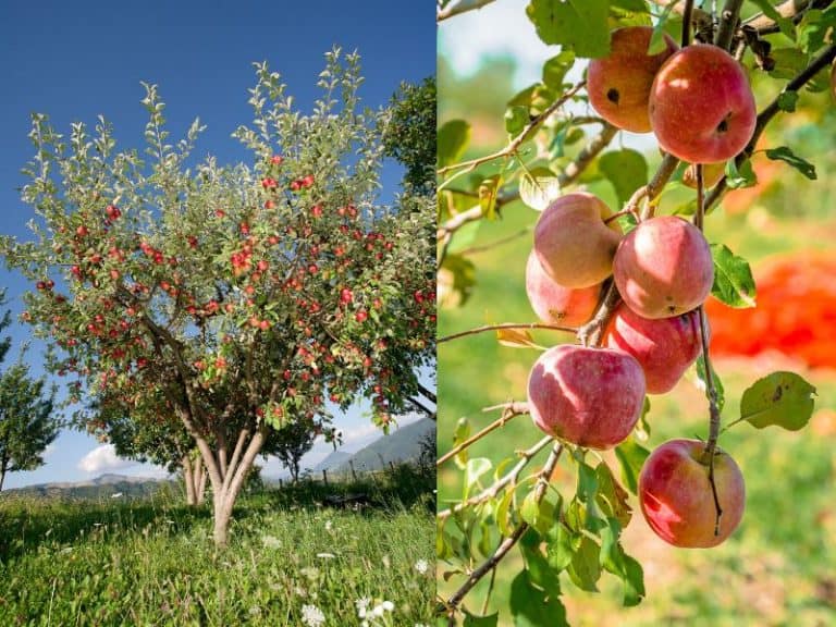 Hardiness Zone 3 Trees (11 Tough Options for Cold Climates)