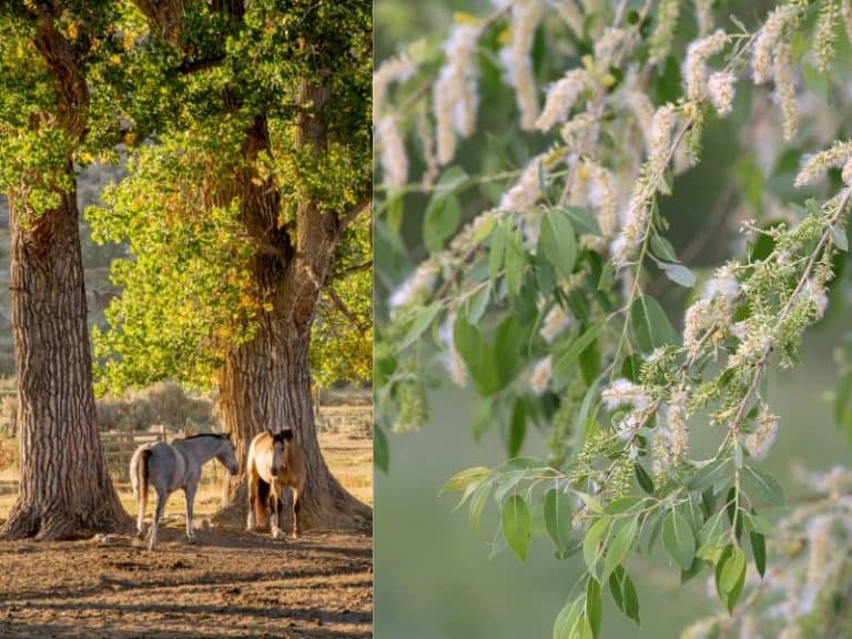 Hardiness Zone 3 Trees (11 Tough Options for Cold Climates)