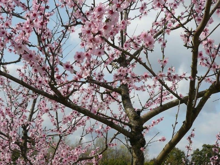 8 Edible Nut Trees You Can Grow in Connecticut