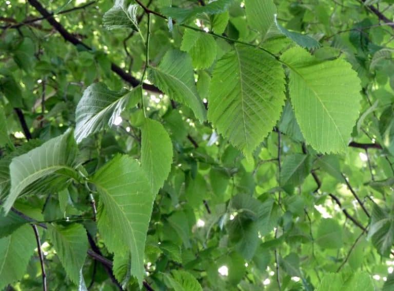9-trees-native-to-west-virginia-commonly-seen-in-the-wild