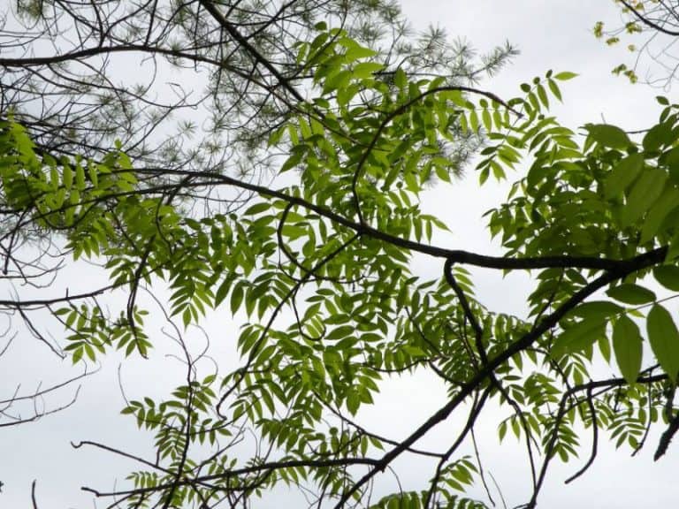 9 Trees Native to West Virginia Commonly Seen in the Wild