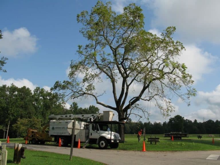 16 Common Types of Trees in West Virginia (Grow or Admire)