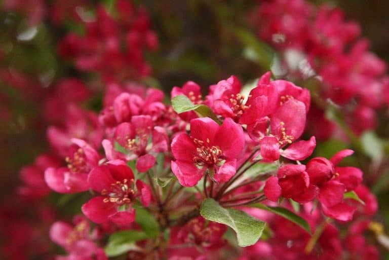 19 Flowering Trees in Delaware to Grow or Discover Today