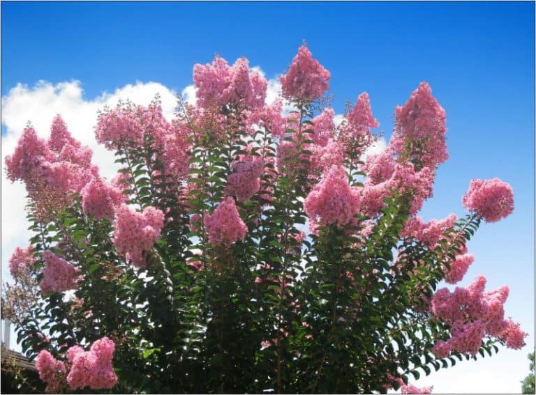 16 Common Types of Trees in West Virginia (Grow or Admire)