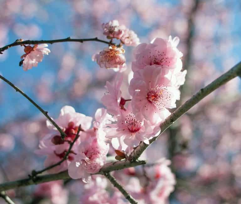 19 Flowering Trees in Delaware to Grow or Discover Today