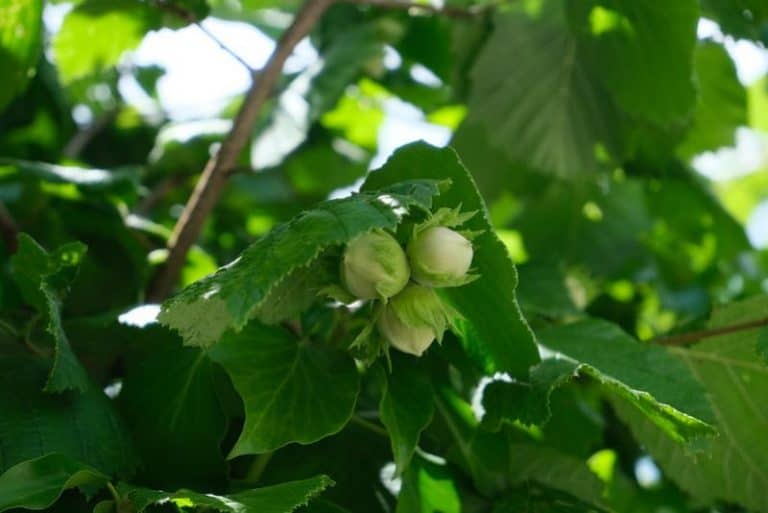 8 Edible Nut Trees You Can Grow in Connecticut