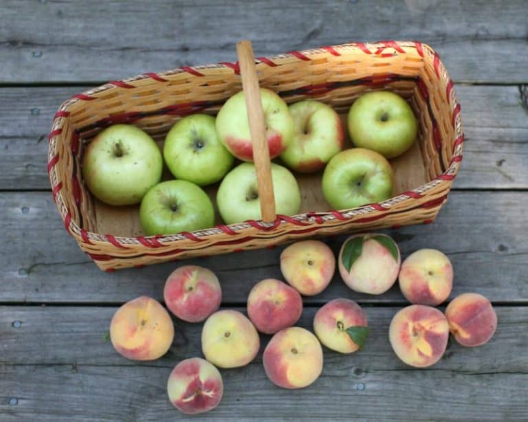 6 Best Peach Trees to Plant & Grow in Wisconsin (Incl Dwarf)