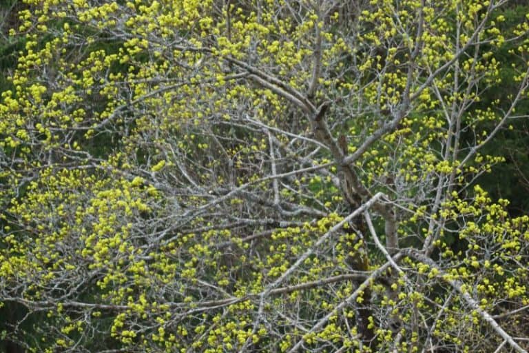 16 Common Types of Trees in West Virginia (Grow or Admire)