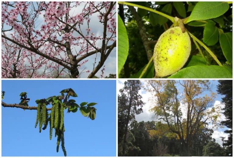 8 Edible Nut Trees You Can Grow in Connecticut