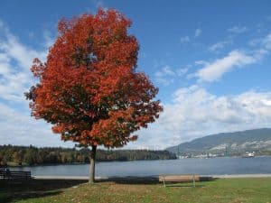 16 Popular USDA Zone 8 Trees to Consider Planting Today