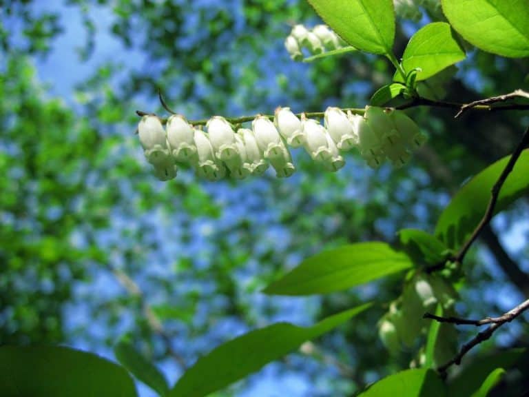 16-common-types-of-trees-in-west-virginia-grow-or-admire