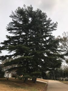 30 Types of Trees Native to Georgia (Common & Rare Species)