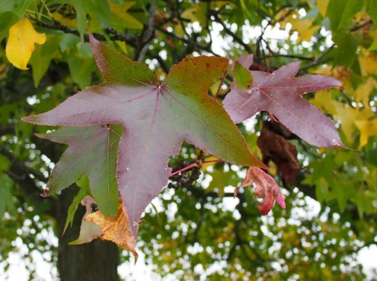 16 Common Types of Trees in West Virginia (Grow or Admire)