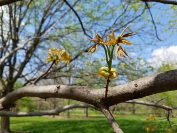 12 Shade Trees to Grow in Wisconsin (Popular & Beautiful)