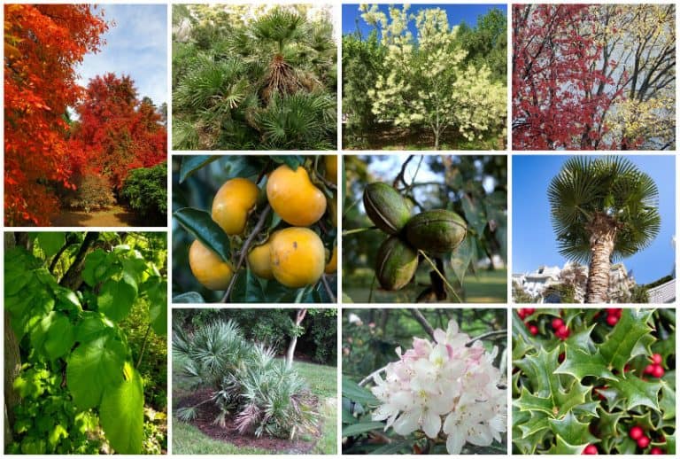 19 Popular Trees in Delaware (Including Native, Palm & Pine)