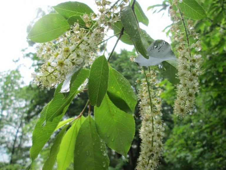 9 Trees Native to West Virginia Commonly Seen in the Wild