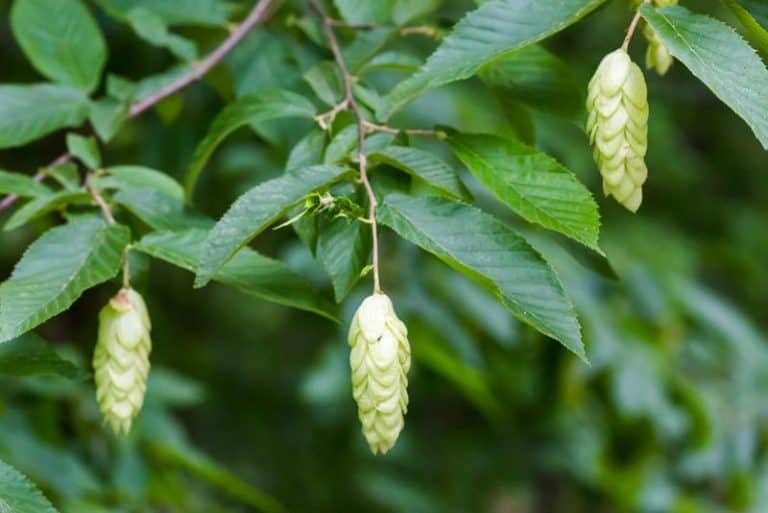 10 Stunning Flowering Trees to Grow in Maine