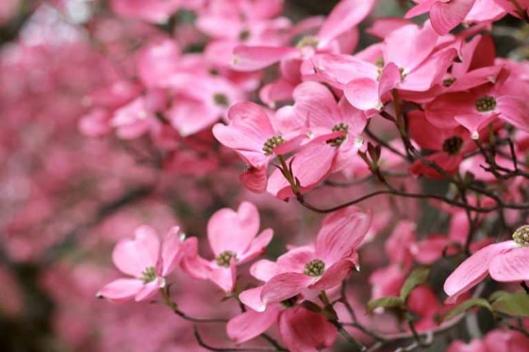 10 Stunning Flowering Trees to Grow in Maine