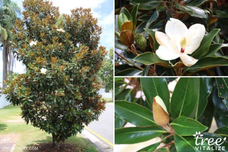 23 Stunning Flowering Trees in Florida to Plant or Admire