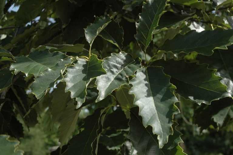 20 Types of Oak Trees in to Discover or Plant Today