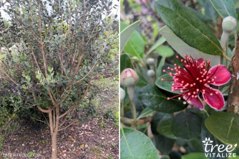 13 Best Fruit Trees to Grow in (North & South)