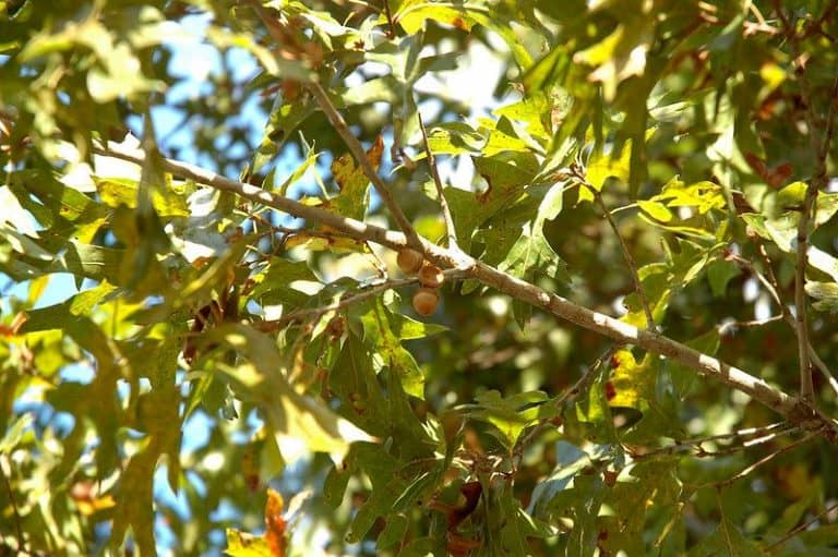 20 Types of Oak Trees in to Discover or Plant Today