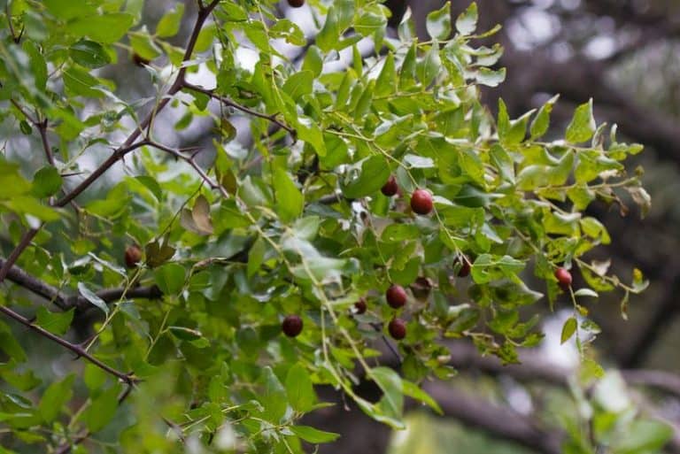 13 Best Fruit Trees to Grow in (North & South)