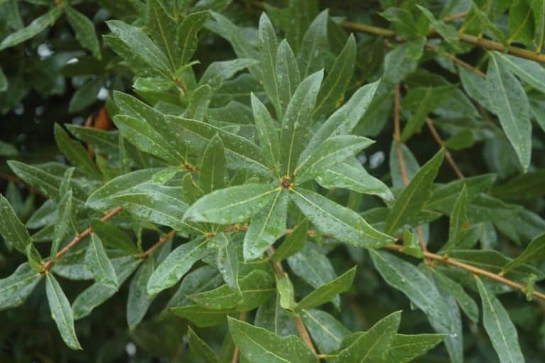 16 Common Types of Oak Trees in Florida (Including Native)