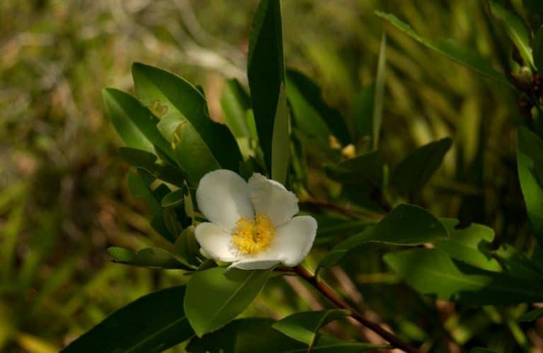 23 Stunning Flowering Trees in Florida to Plant or Admire